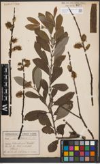 Foto von Salix cinerea L.
